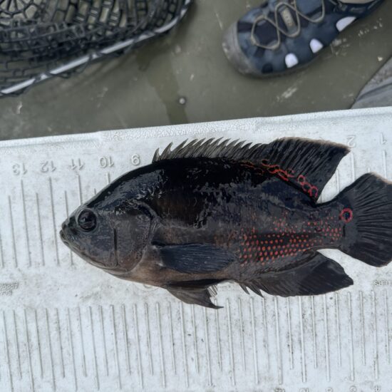 Big cool-looking Oscar