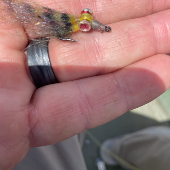 Donated Peacock Bass Fly 04_26