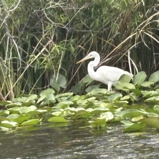 Egret 04_26(1)