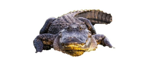 Front_Alligator