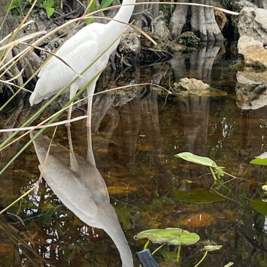 George Fleszar_s up close and personal shot of the egret