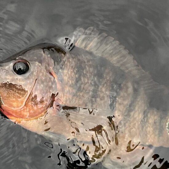 George’s Mayan with Olive Conehead Woolly Bugger 2026-04-17