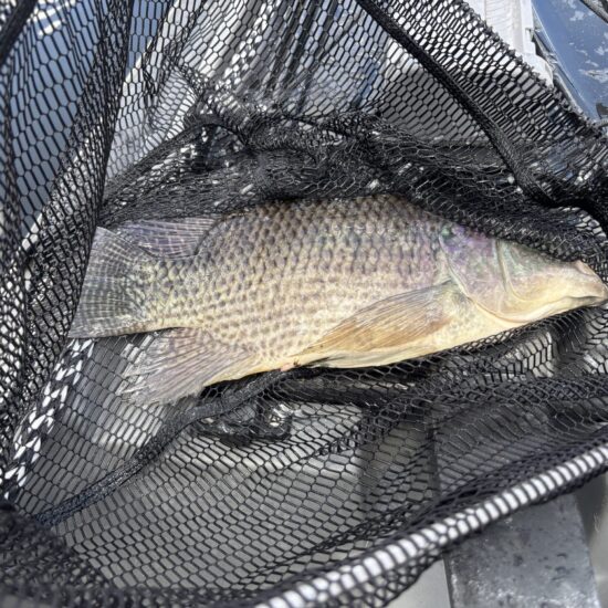 Gragg_s Big Tilapia Landed On A Fly 04_26