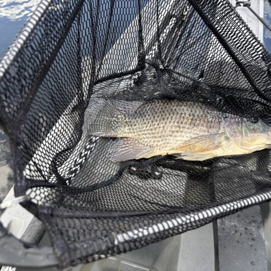 Gragg_s Tilapia 04_26