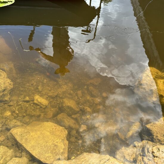 Guy stalking a Peacock