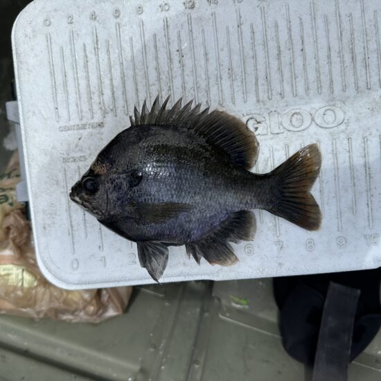 Nice Pump station Bluegill