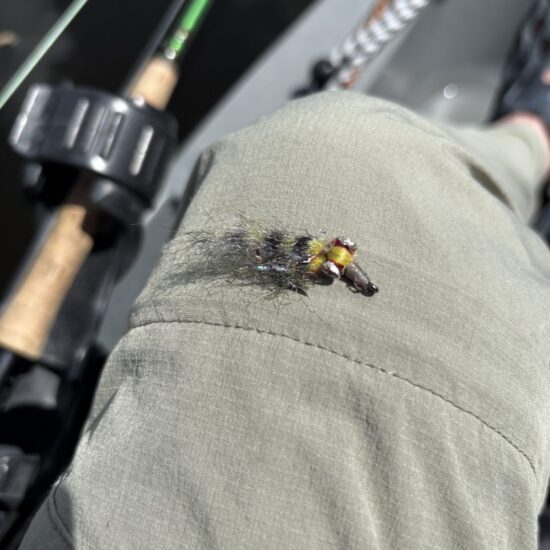 Peacock Bass Fly 04_26