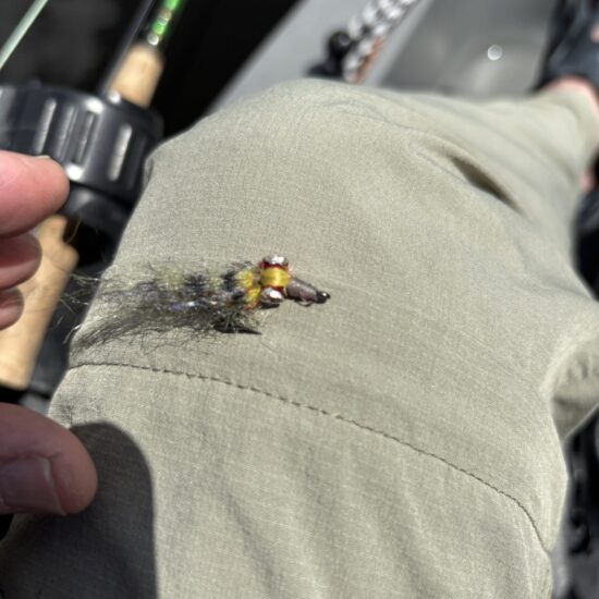 Peacock Bass Fly 04_26