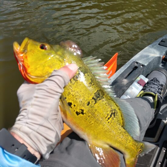 Peacock Bass - Taimiami Trail 26 Apr 2025