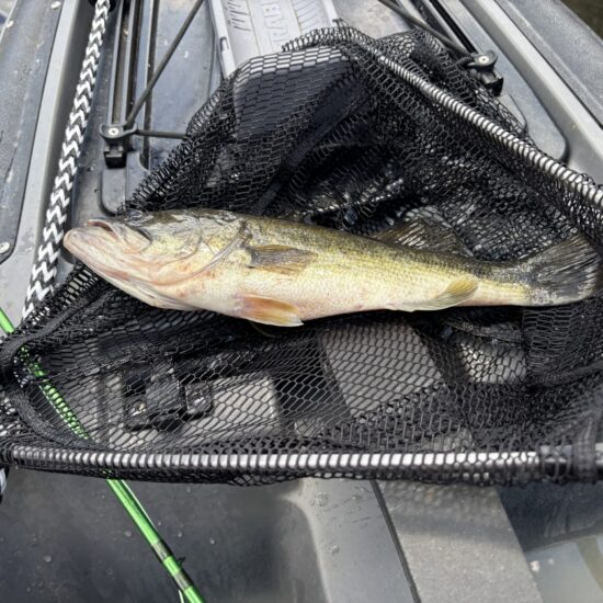 Richard's Nice Bass