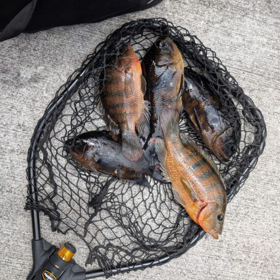 Taylor_Pesci Catch