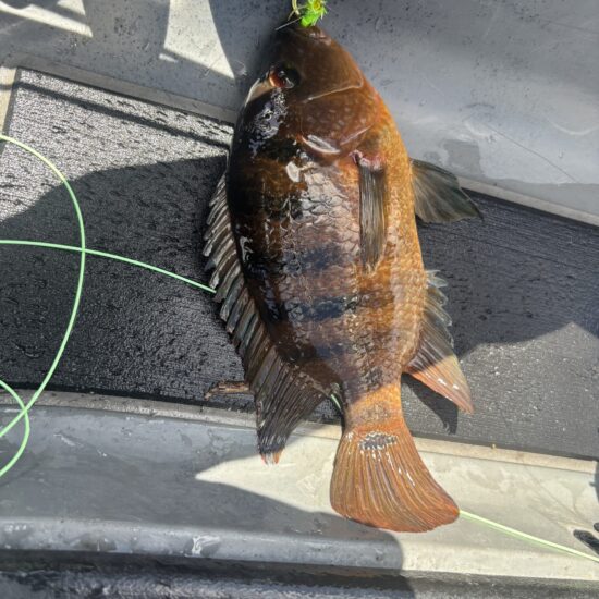 Thursday Mayan 04_26