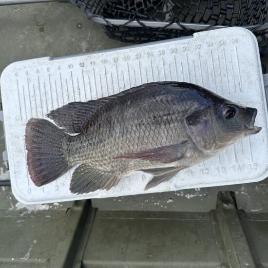 Tilapia